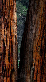 Close-up of tree trunk