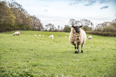 Sheep on field against sky