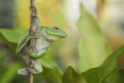 Close-up of frog on branch