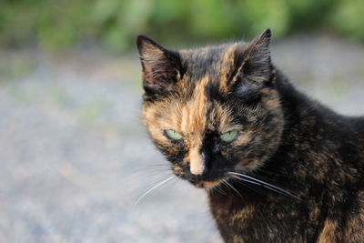 Close-up of cat