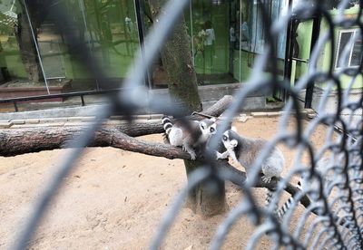 View of birds on chainlink fence