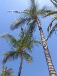 Low angle view of palm tree against clear blue sky