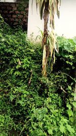 Close-up of ivy growing on tree trunk