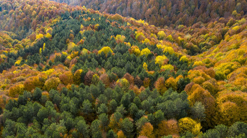 View of pine trees in forest