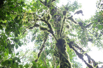 Low angle view of tree