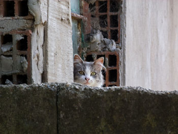 Portrait of cat peeking from wall