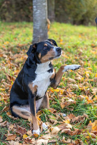 Dog posing with paw up at autumn with leaves falling