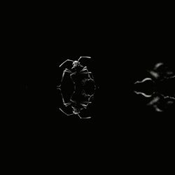 Close-up of star over black background