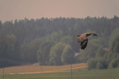 Bird flying over a field