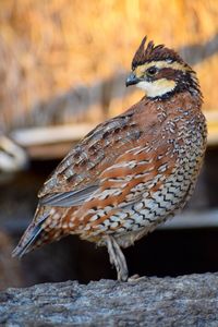 Bobwhite quail