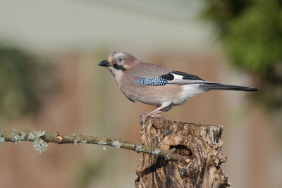 Close-up of bird perching on branch