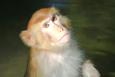 Close-up of monkey looking away