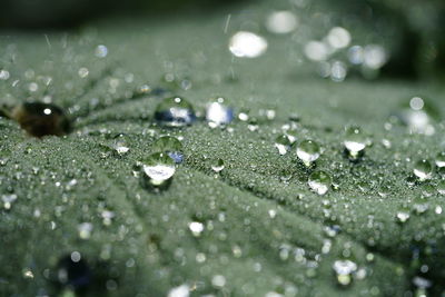 Close-up of water drops on leaf