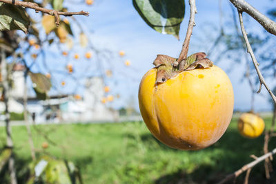 Close-up of persimmon growing on branch