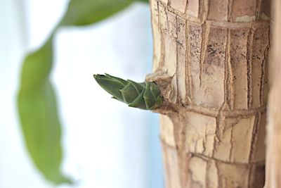 Close-up of fresh green leaves on plant