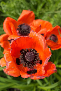 Close-up of orange poppy blooming outdoors