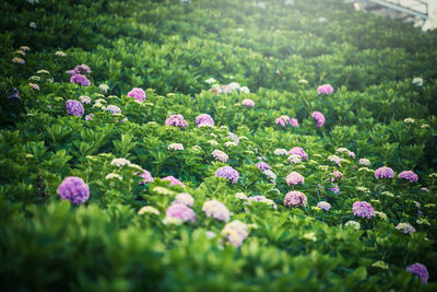 Close-up of purple flowering plants on field