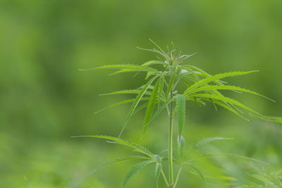 Close-up of plant growing on field