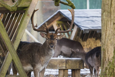 Close-up of deer