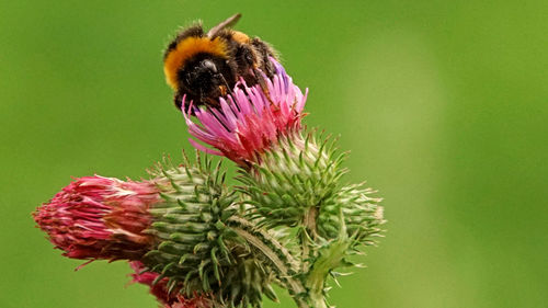 Close-up of bumblebee on flower