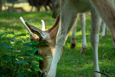 Close-up of deer on field