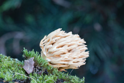 Close-up of fungus growing on moss covered rock