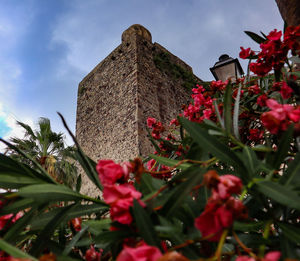 Low angle view of red flowering plants against sky