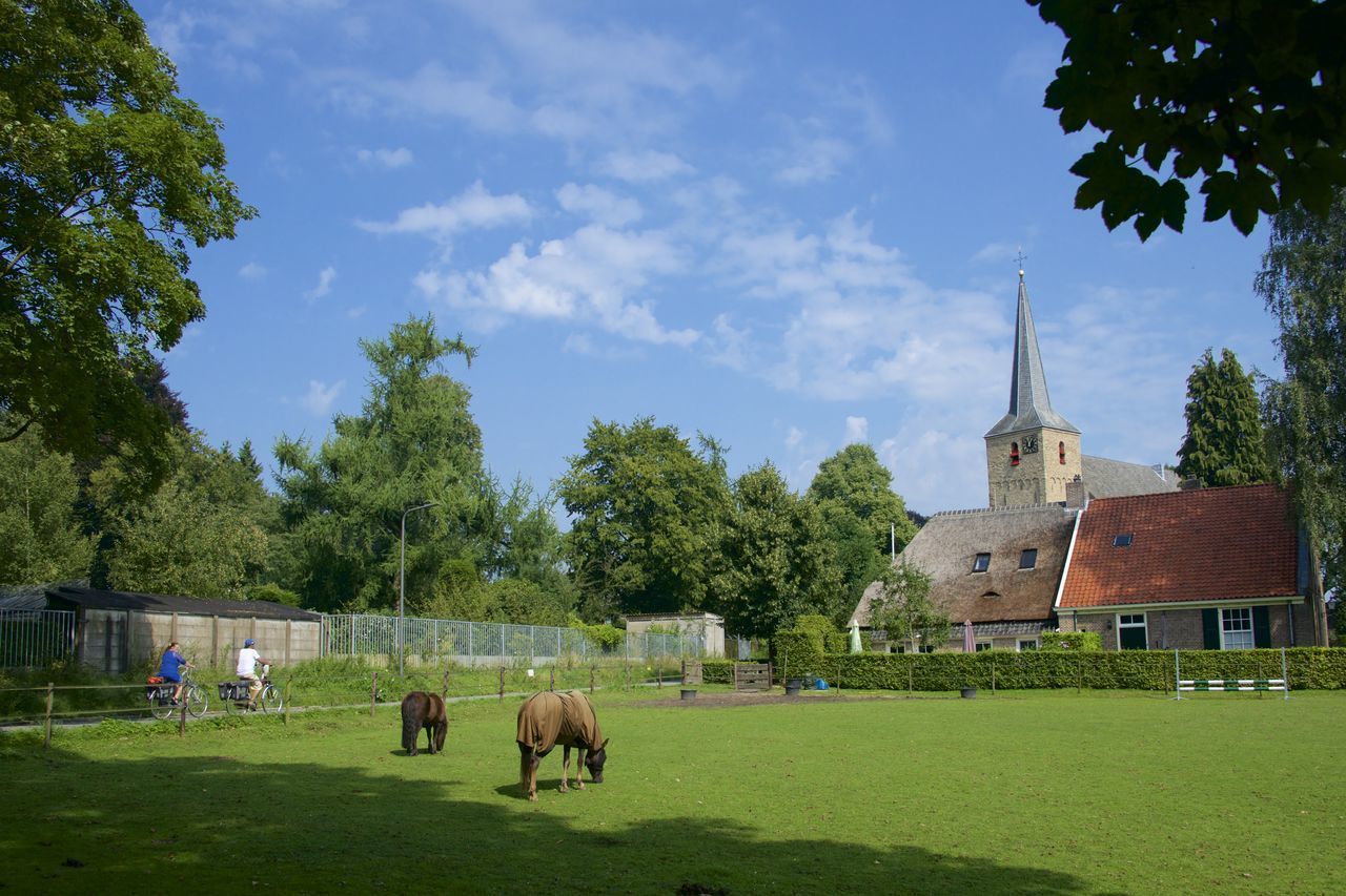 COWS GRAZING ON FIELD AGAINST TREES