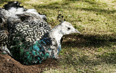 Close-up of a bird on field