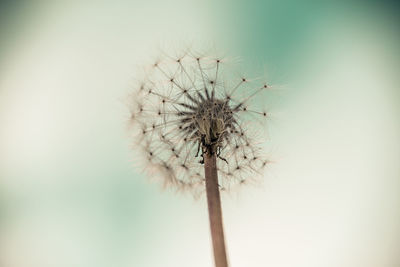 Close-up of dandelion on plant