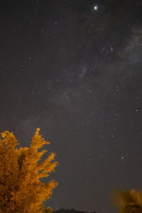 Low angle view of trees against sky at night