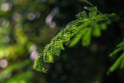 Close-up of green leaves on branch