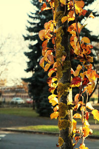 Close-up of autumn leaves on tree trunk