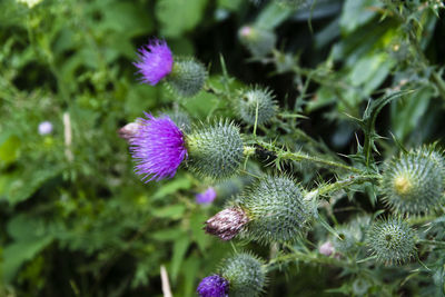 Close-up of thistle flowers