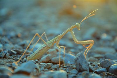 Close-up of praying mantis on field