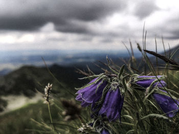 Close-up of purple flowering plants on land