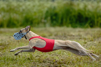 Whippet dog in red shirt running and chasing lure in the field on coursing competition