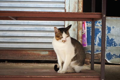 Cat sitting on bench by window