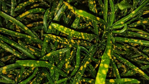 Full frame shot of fresh green plants