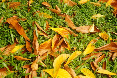 High angle view of fresh orange leaves