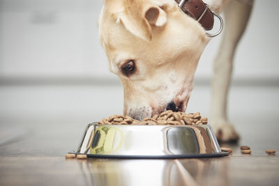 Feeding of hungry dog. labrador retriever eating granule from metal bowl at home kitchen.