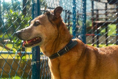 Brown dog looking through a fence with his tongue sticking out 