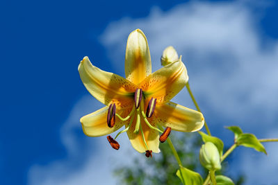 Yellow lily flowers on a blue sky background in a summer garden