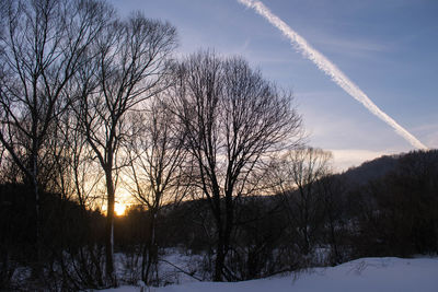 Low angle view of trees against sky