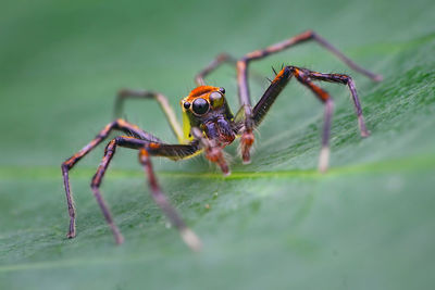 Close-up of spider