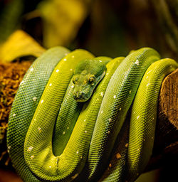 Close-up of green lizard