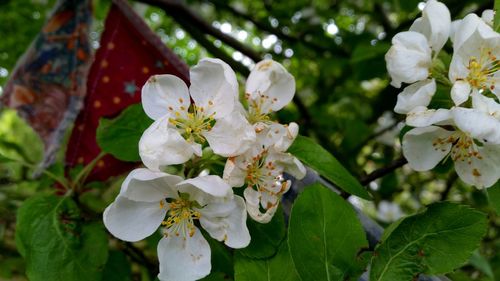 Close-up of white flowers blooming on tree