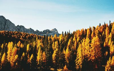 Panoramic view of trees in forest against sky