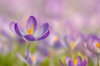 Close-up of purple crocus flower