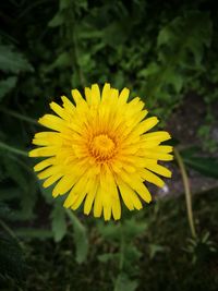 Close-up of yellow flower on field